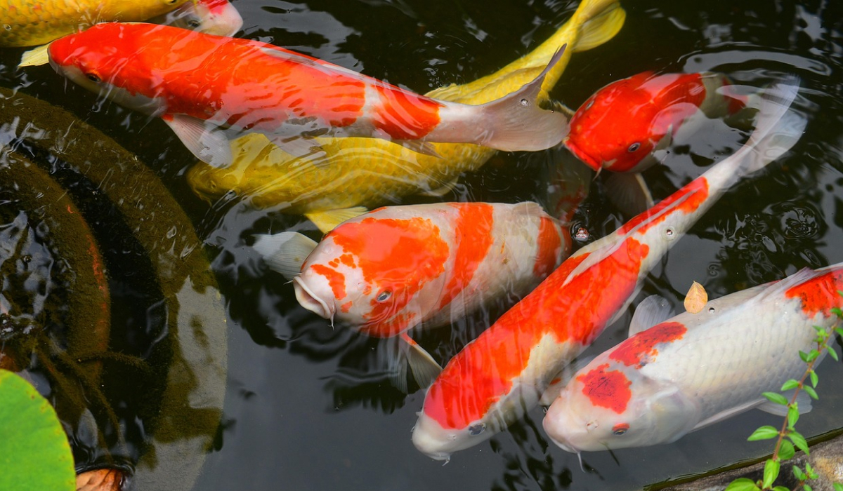 錦鯉(にしきごい)